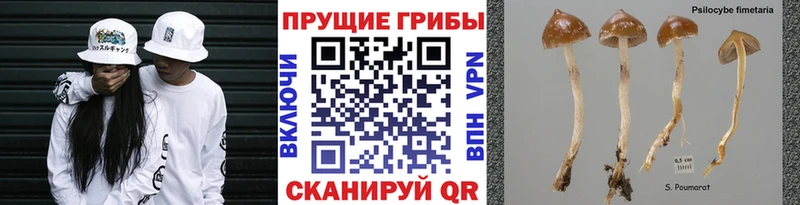 Галлюциногенные грибы Cubensis  Каргат 
